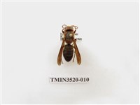 藏品(黑腹虎頭蜂)的圖片